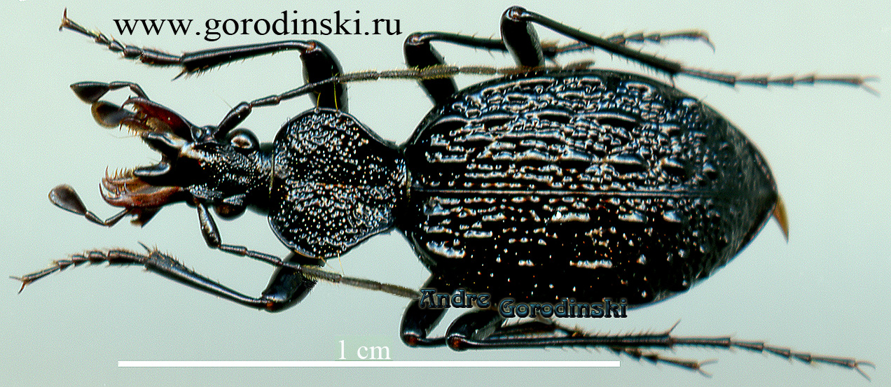 http://www.gorodinski.ru/carabidae/Cychrus keithi guzanensis.jpg